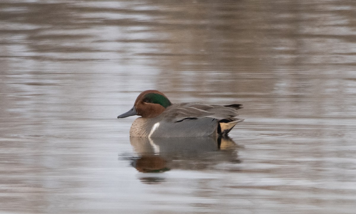 Green-winged Teal - ML300046871