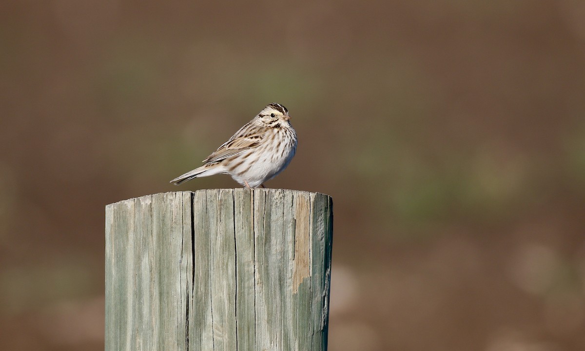 Savannah Sparrow - ML300048151