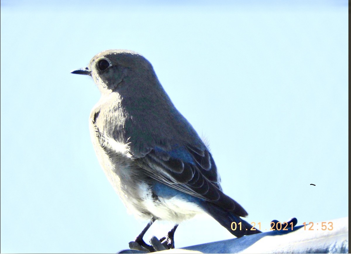 Mountain Bluebird - rick shearer