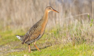Ridgway's Rail