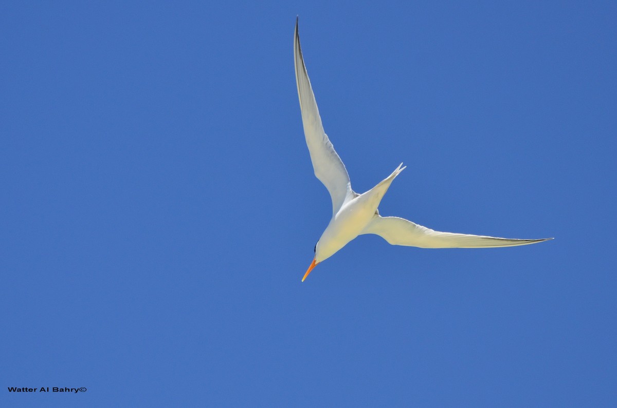 Lesser Crested Tern - Watter AlBahry