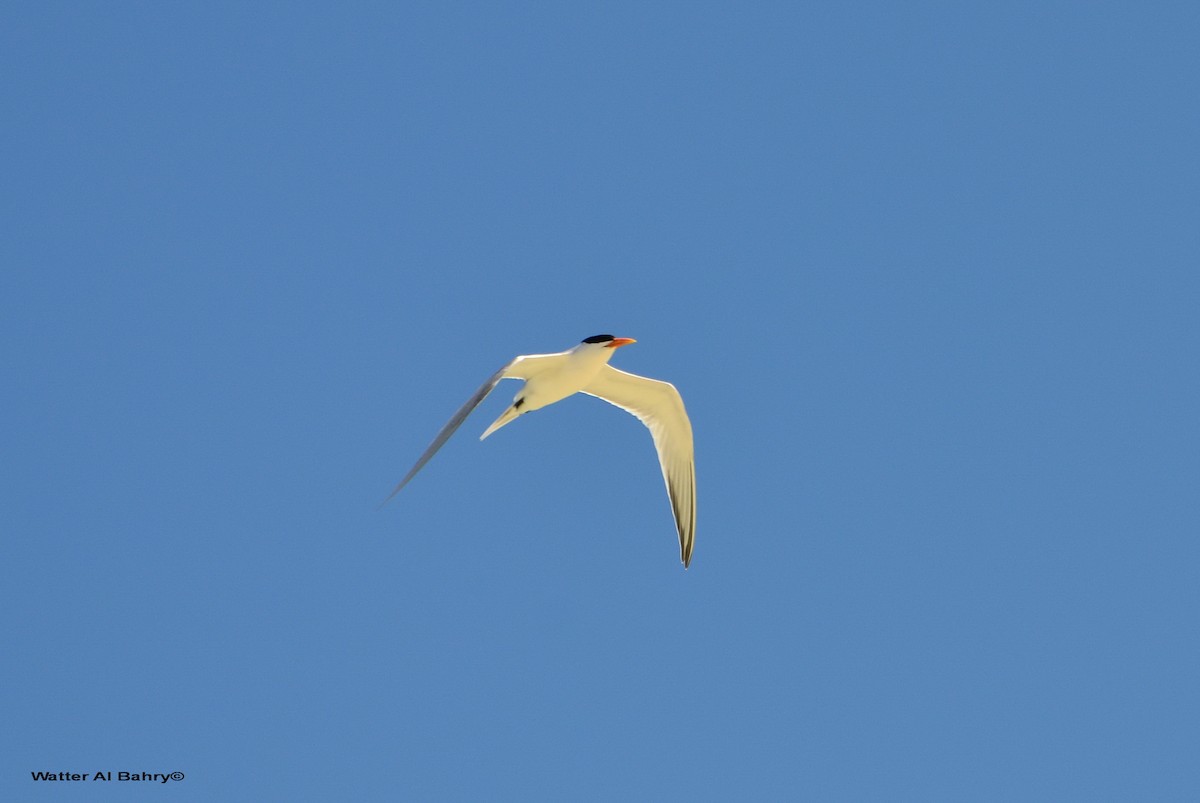 Lesser Crested Tern - Watter AlBahry