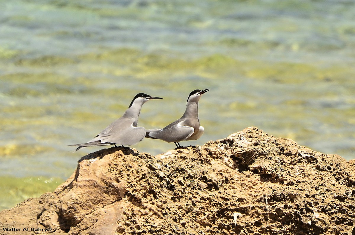 White-cheeked Tern - Watter AlBahry