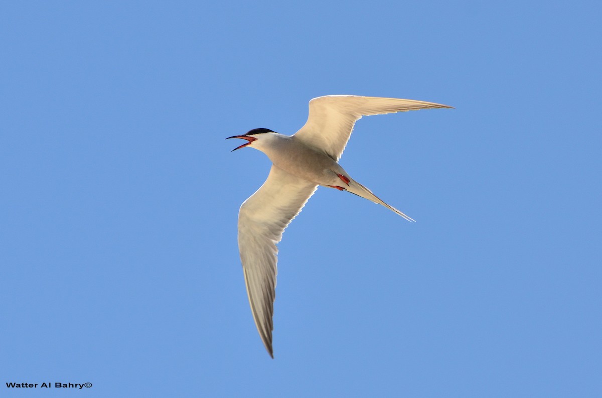 White-cheeked Tern - Watter AlBahry