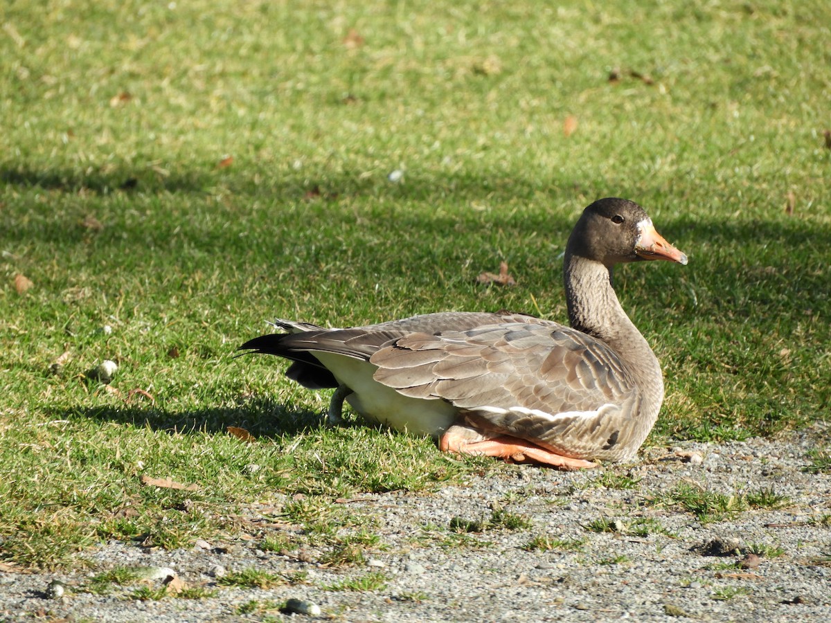 Greater White-fronted Goose - ML300053101
