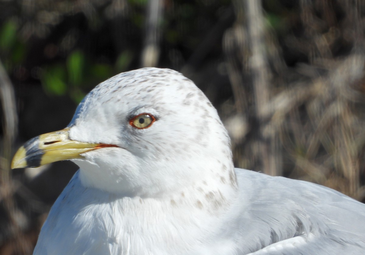 Ring-billed Gull - Jay Huner