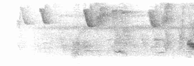 Weißkehl-Ameisenvogel - ML300055