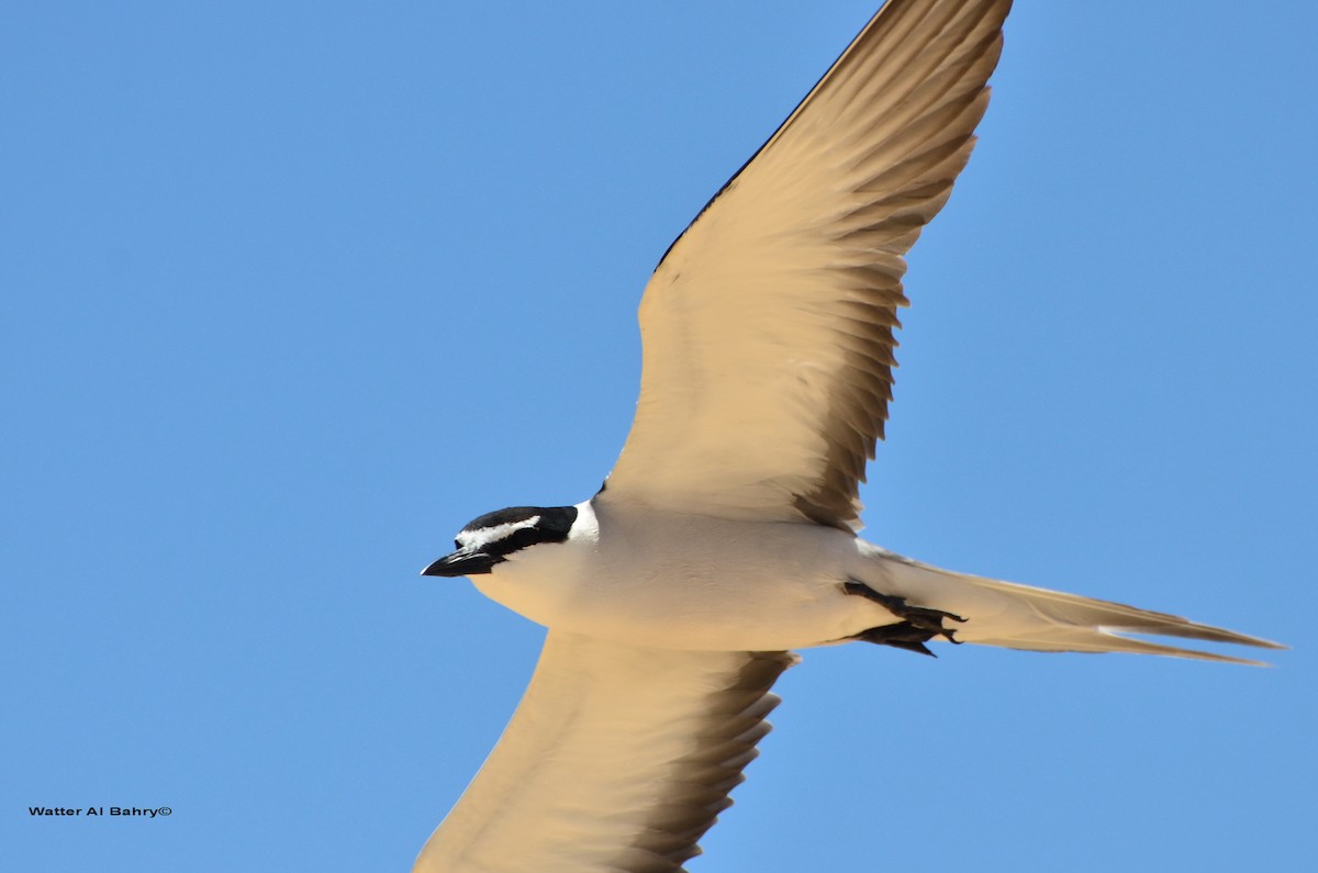 Bridled Tern - Watter AlBahry