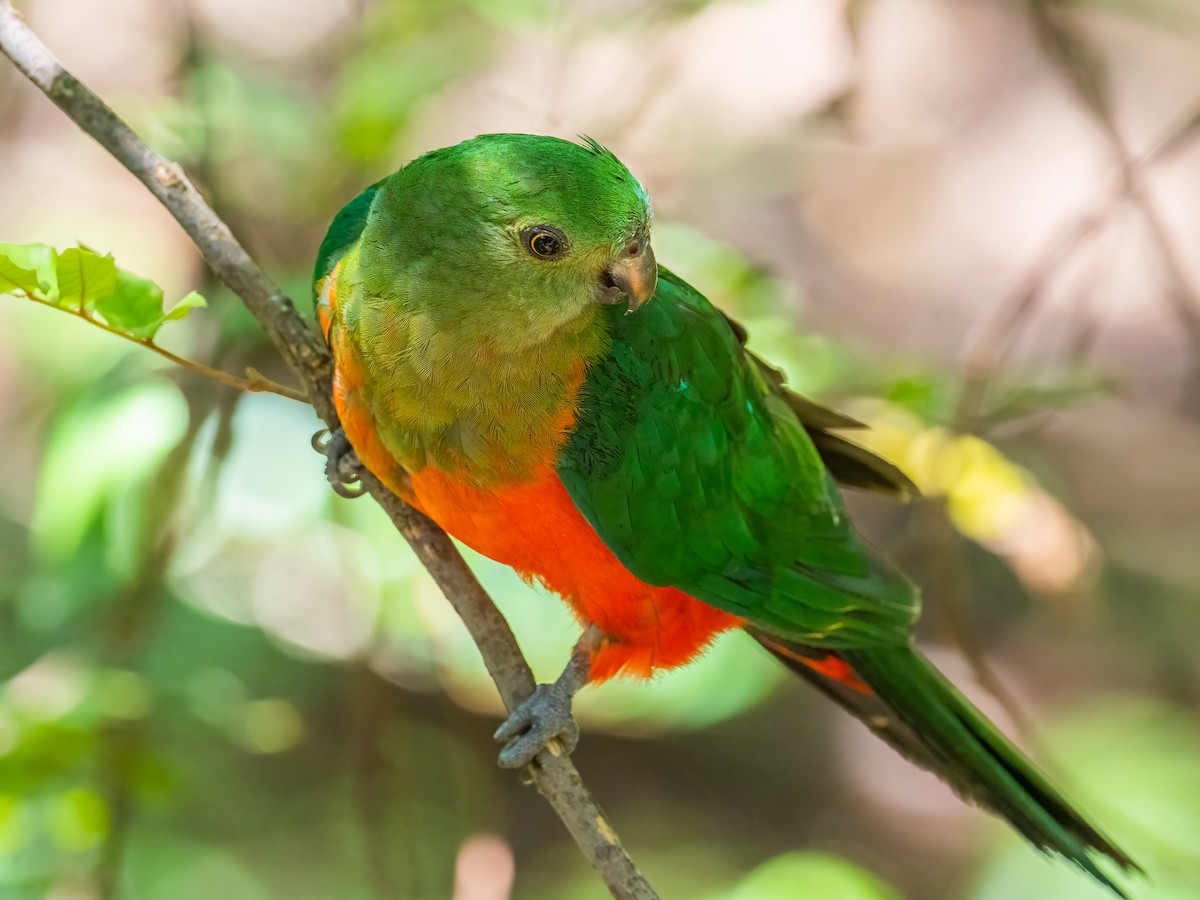 Australian King-Parrot - Riley Metcalfe