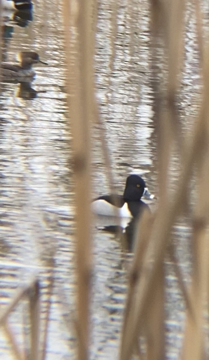 Ring-necked Duck - Michael Malone