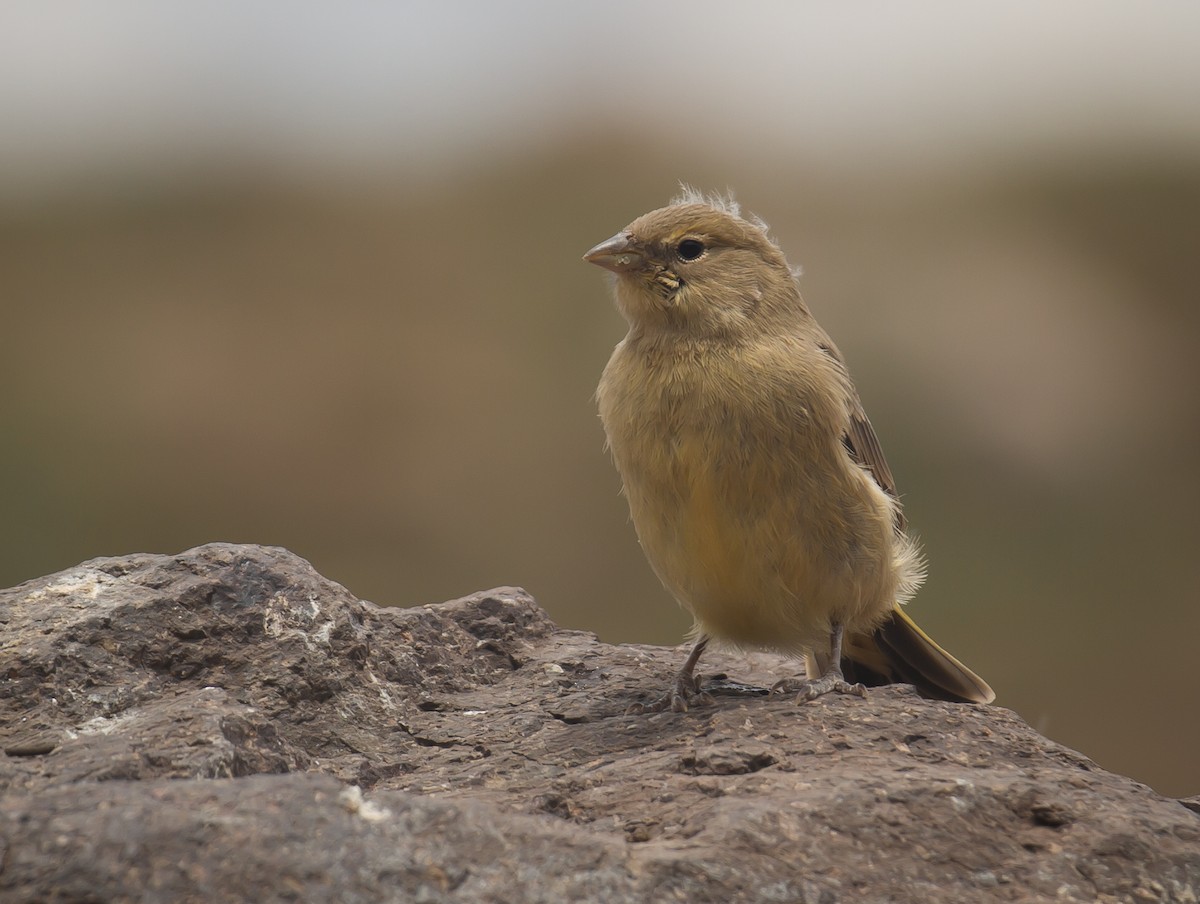Greater Yellow-Finch - ML300058321