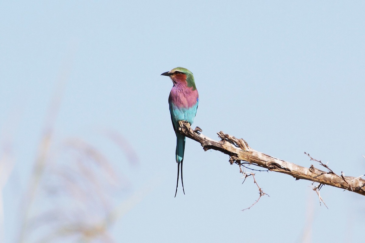 Lilac-breasted Roller - Nathan DeBruine