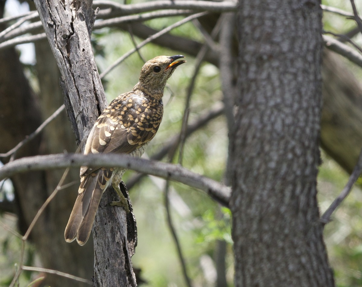 Spotted Bowerbird - Zebedee Muller