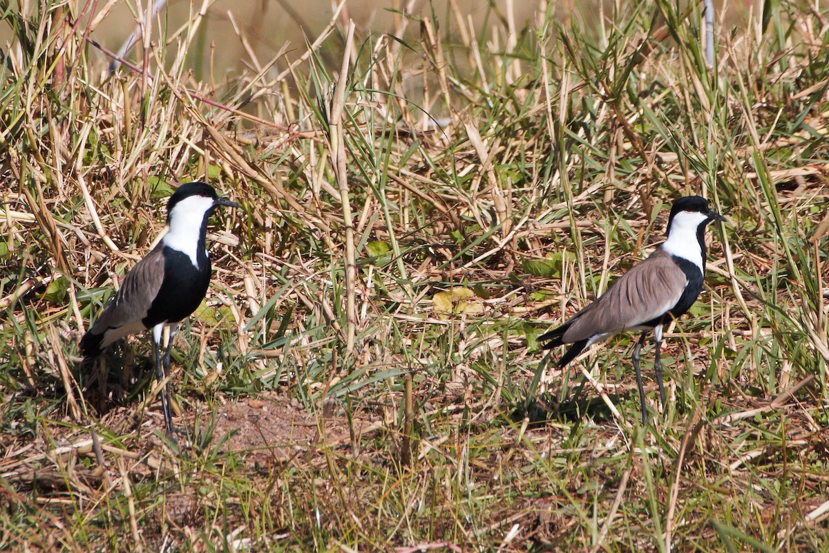 Spur-winged Lapwing - ML30006231
