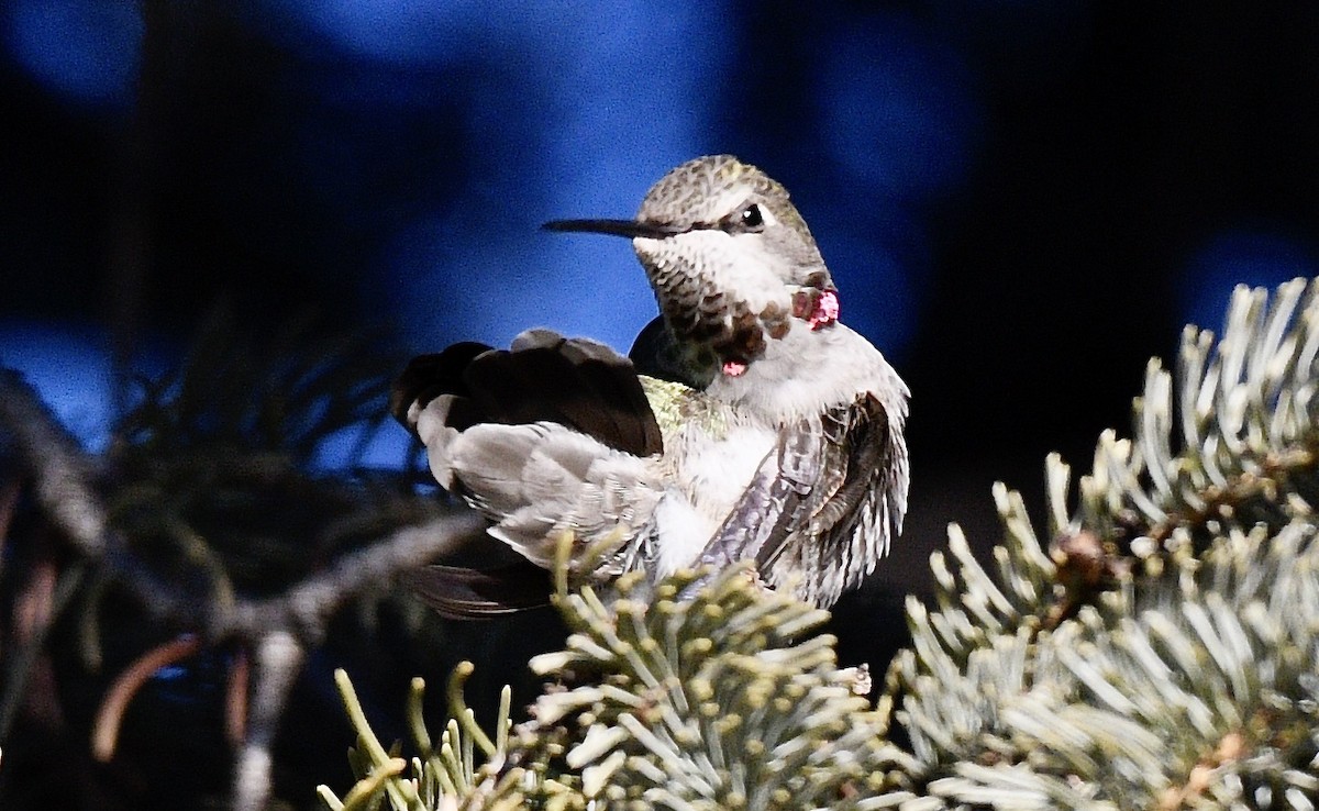 Anna's Hummingbird - ML300063941
