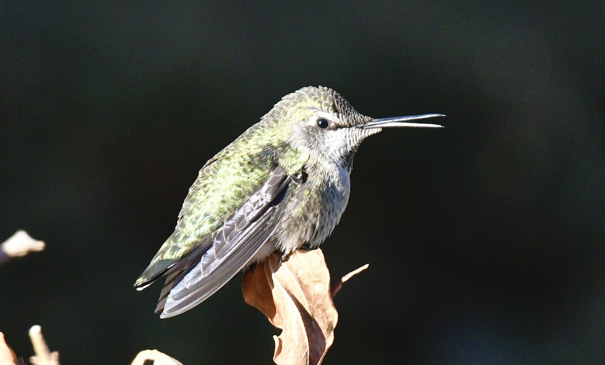 Anna's Hummingbird - ML300063951