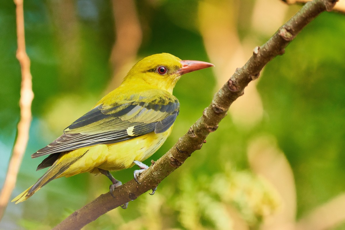 Indian Golden Oriole - ML300065871