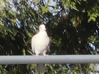 Eurasian Collared-Dove - ML300070351