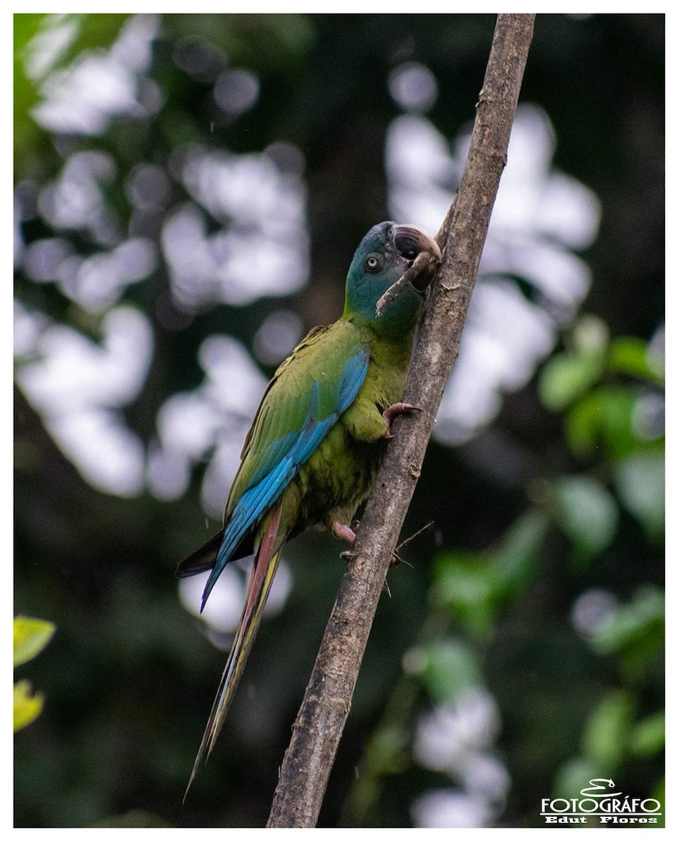 ML300070531 - Blue-headed Macaw - Macaulay Library