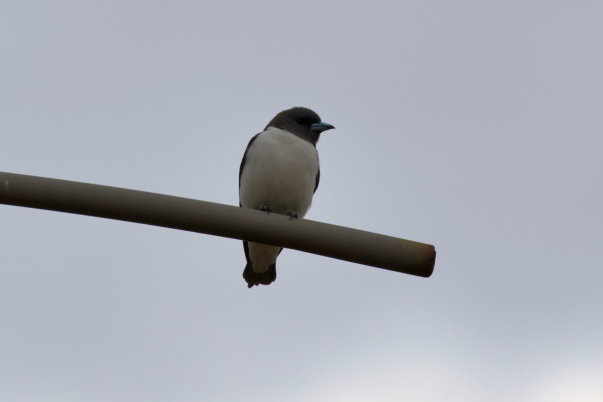 White-breasted Woodswallow - ML300076661