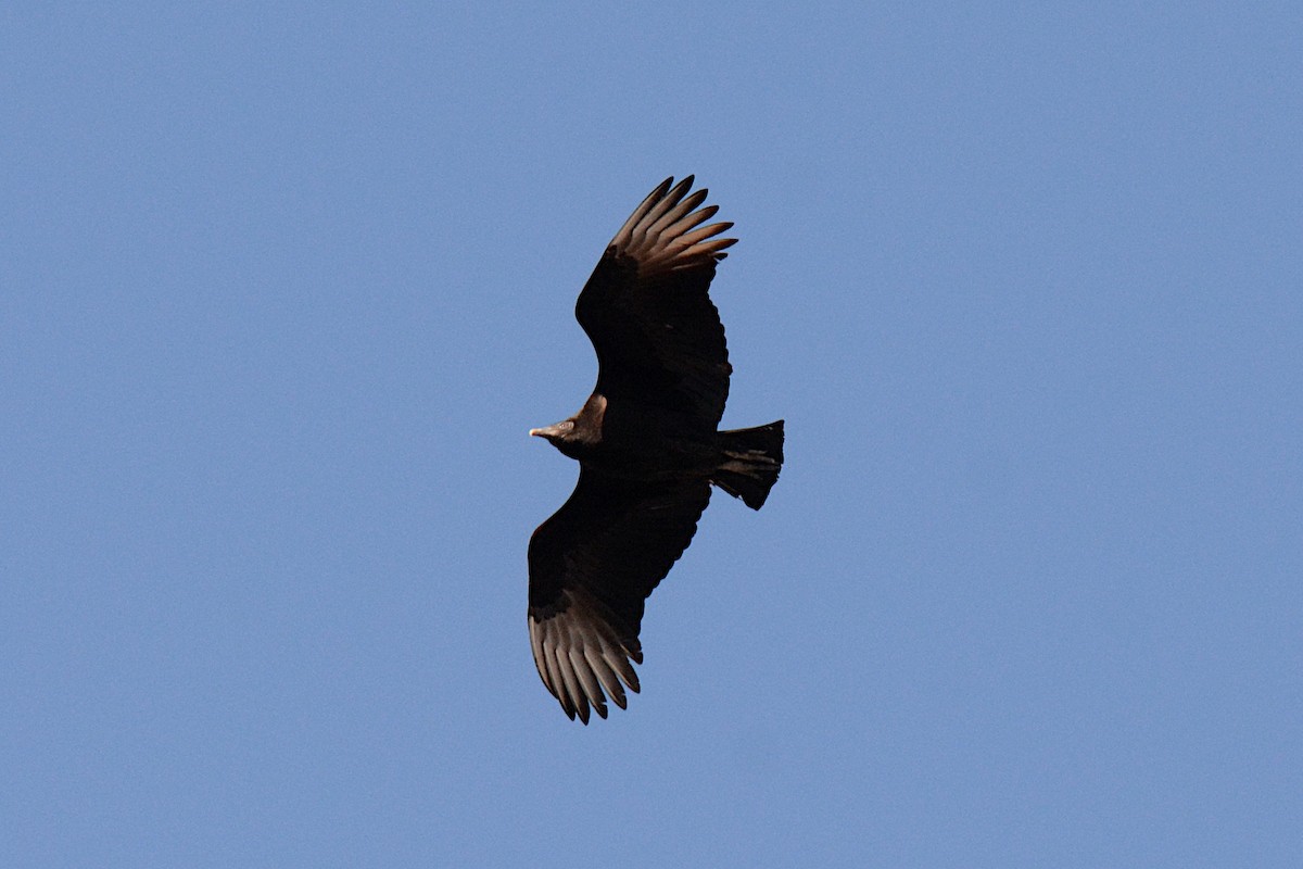 Black Vulture - ML300087471