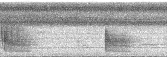 Bluish-slate Antshrike - ML30009