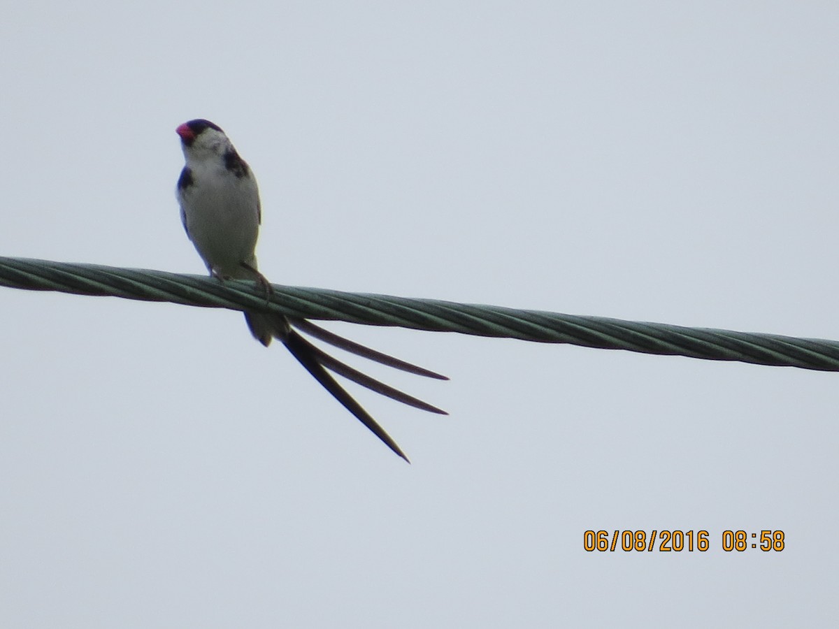 Pin-tailed Whydah - ML30009031