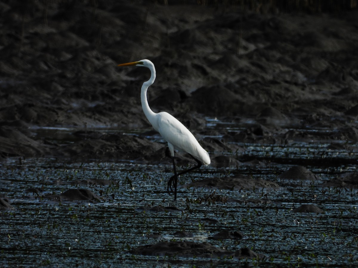 Great Egret - Rovina Facey