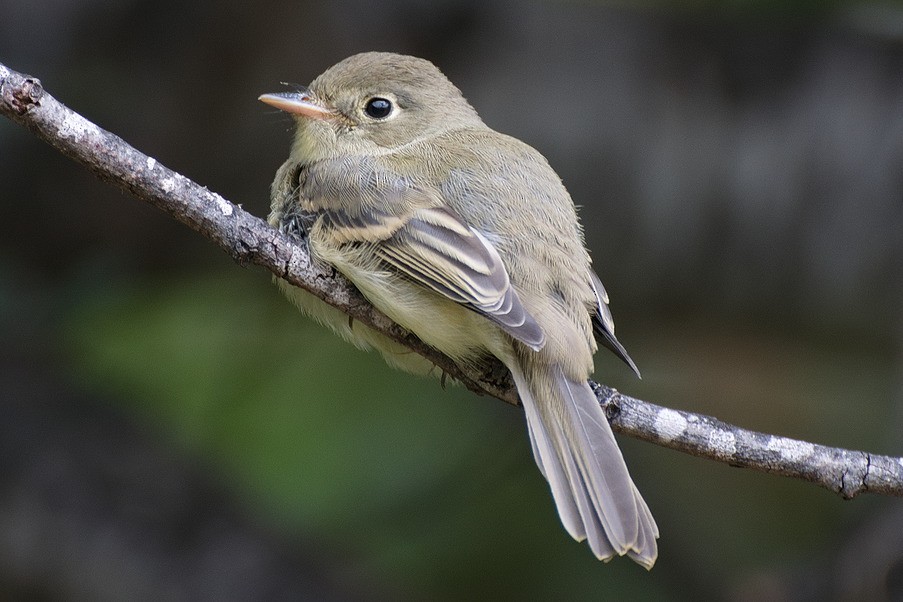 Western Flycatcher (Pacific-slope) - Michael Rieser