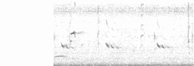 Pied Kingfisher - ML300098001