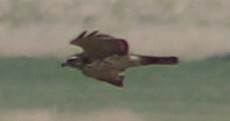 Broad-winged Hawk - ML30010331