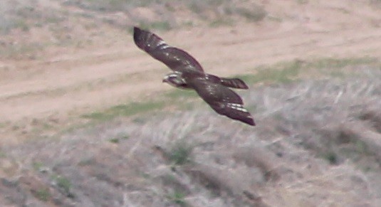 Broad-winged Hawk - ML30010351