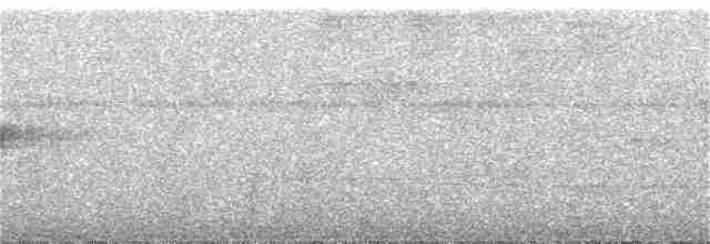 Short-tailed Antthrush - ML300104351