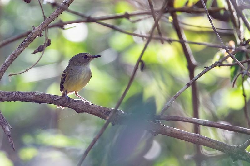 Smoky-fronted Tody-Flycatcher - ML300104971