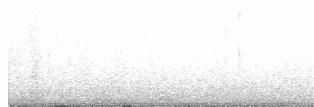 Rufipenne de Tristram - ML300106001