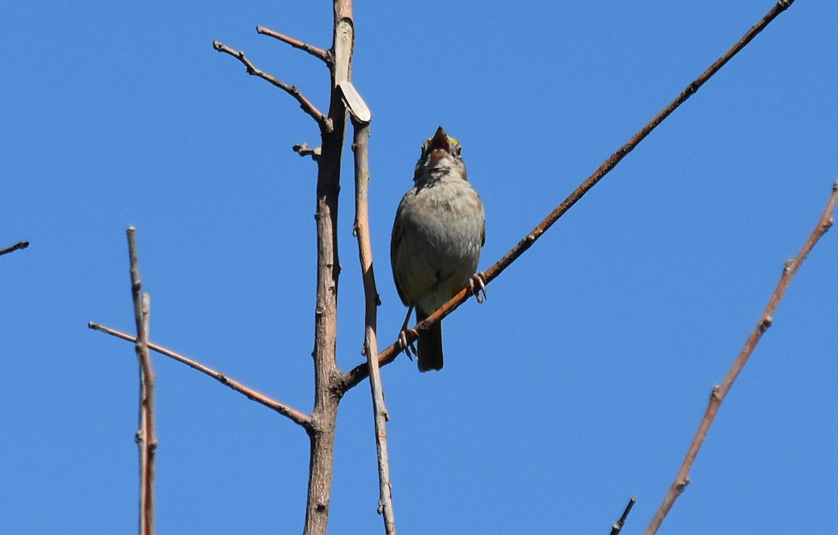 Grassland Sparrow - ML300106221