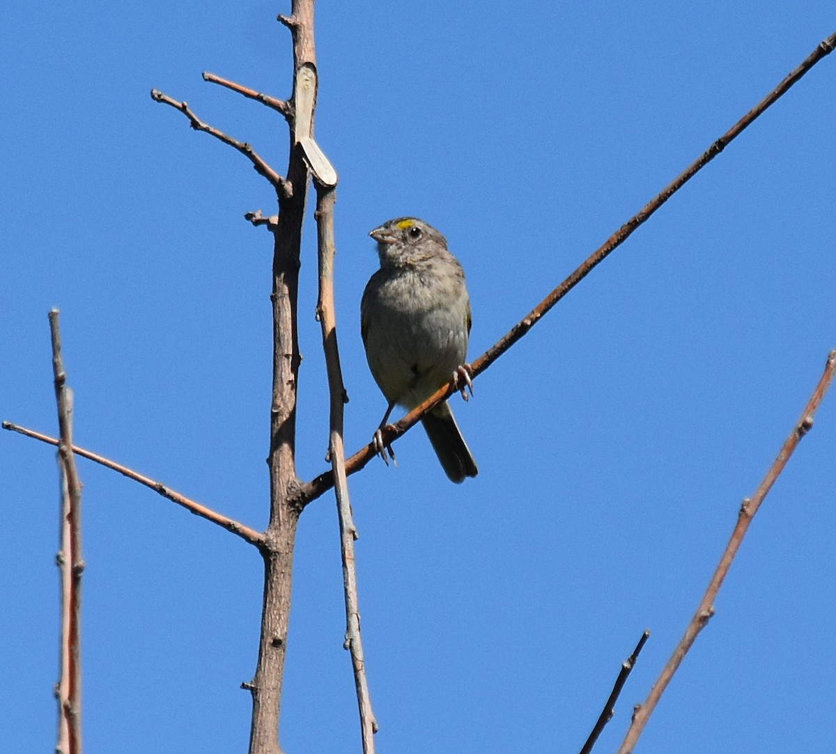 Grassland Sparrow - ML300106251
