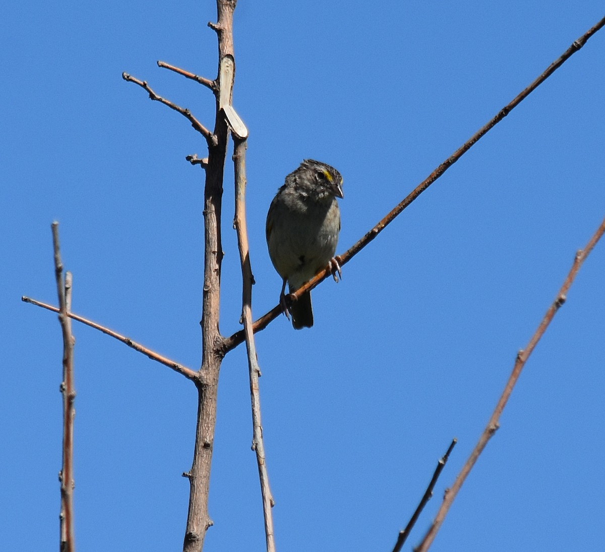 Grassland Sparrow - ML300106291