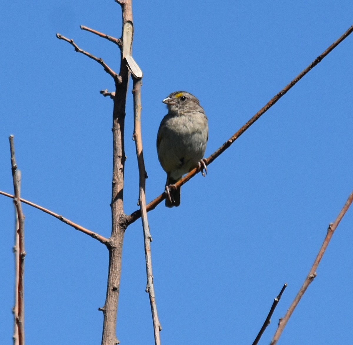 Grassland Sparrow - ML300106361