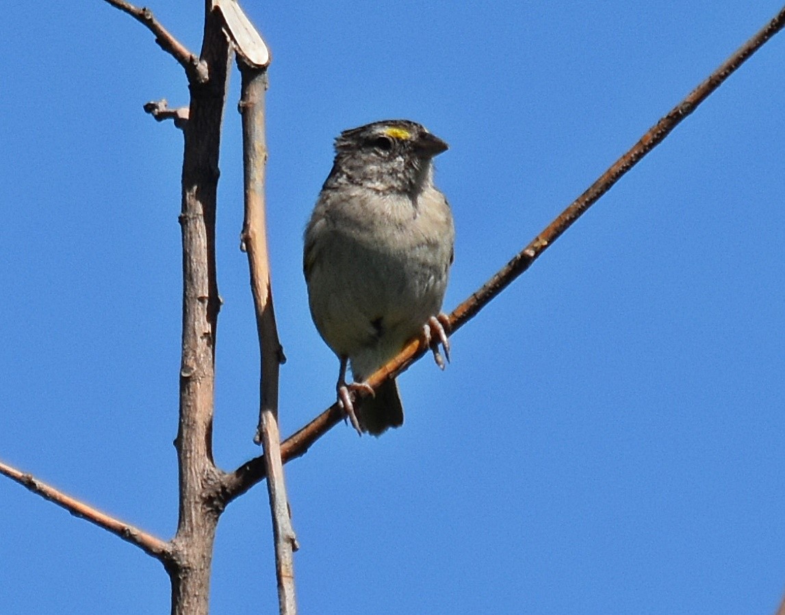 Grassland Sparrow - ML300106371