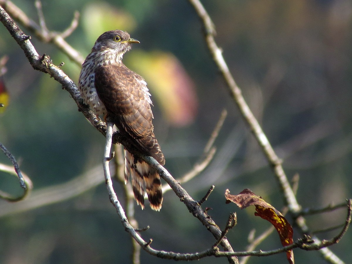 Common Hawk-Cuckoo - ML300106571