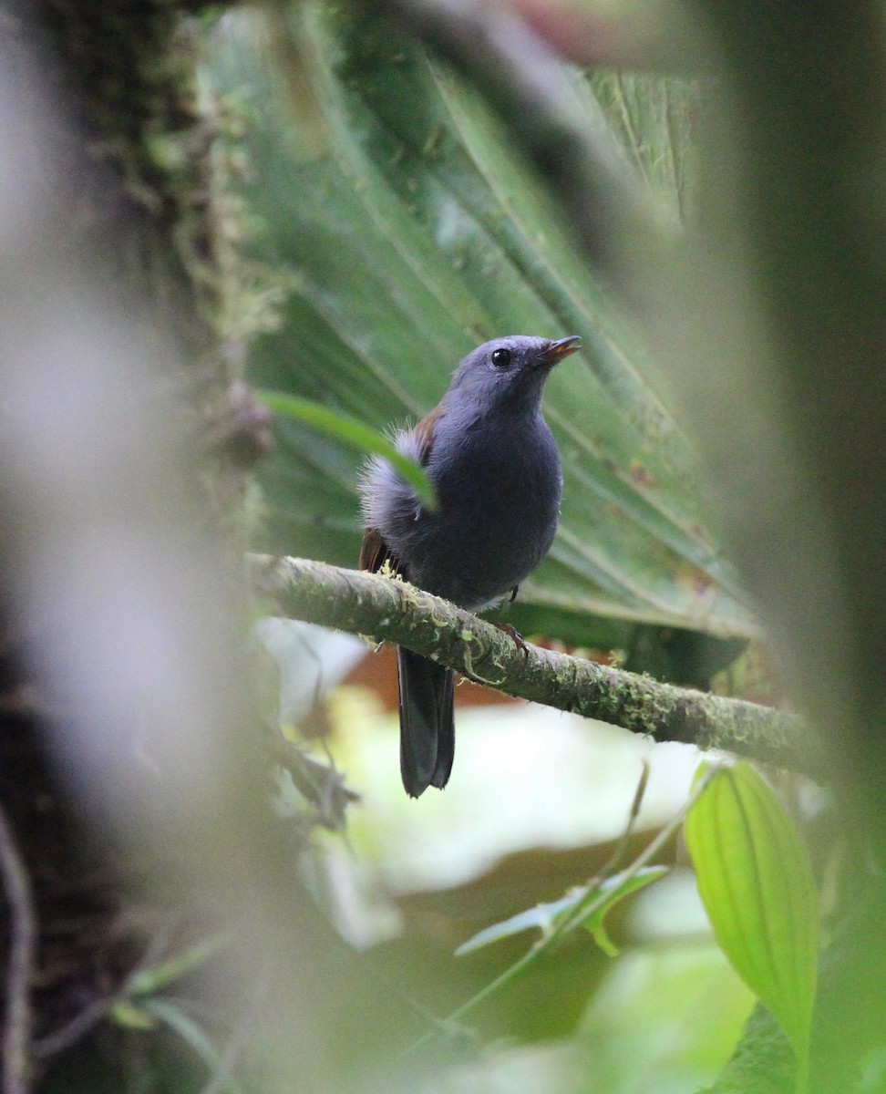 Andean Solitaire - ML300111831