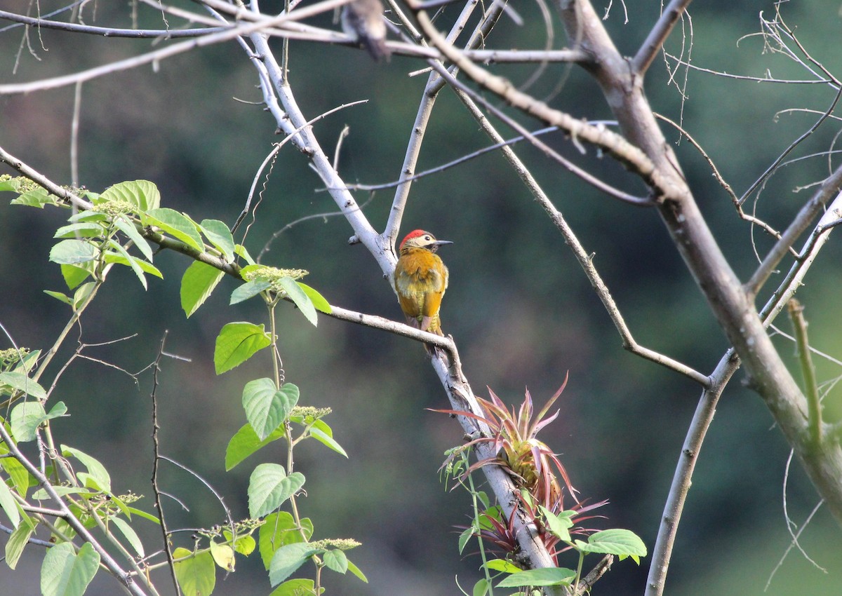 Golden-olive Woodpecker - ML300113141