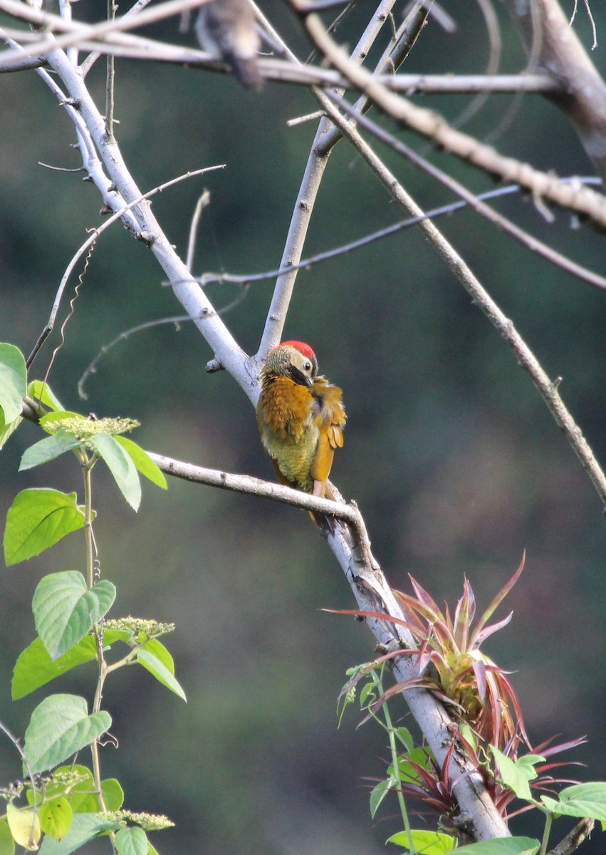 Golden-olive Woodpecker - ML300113241