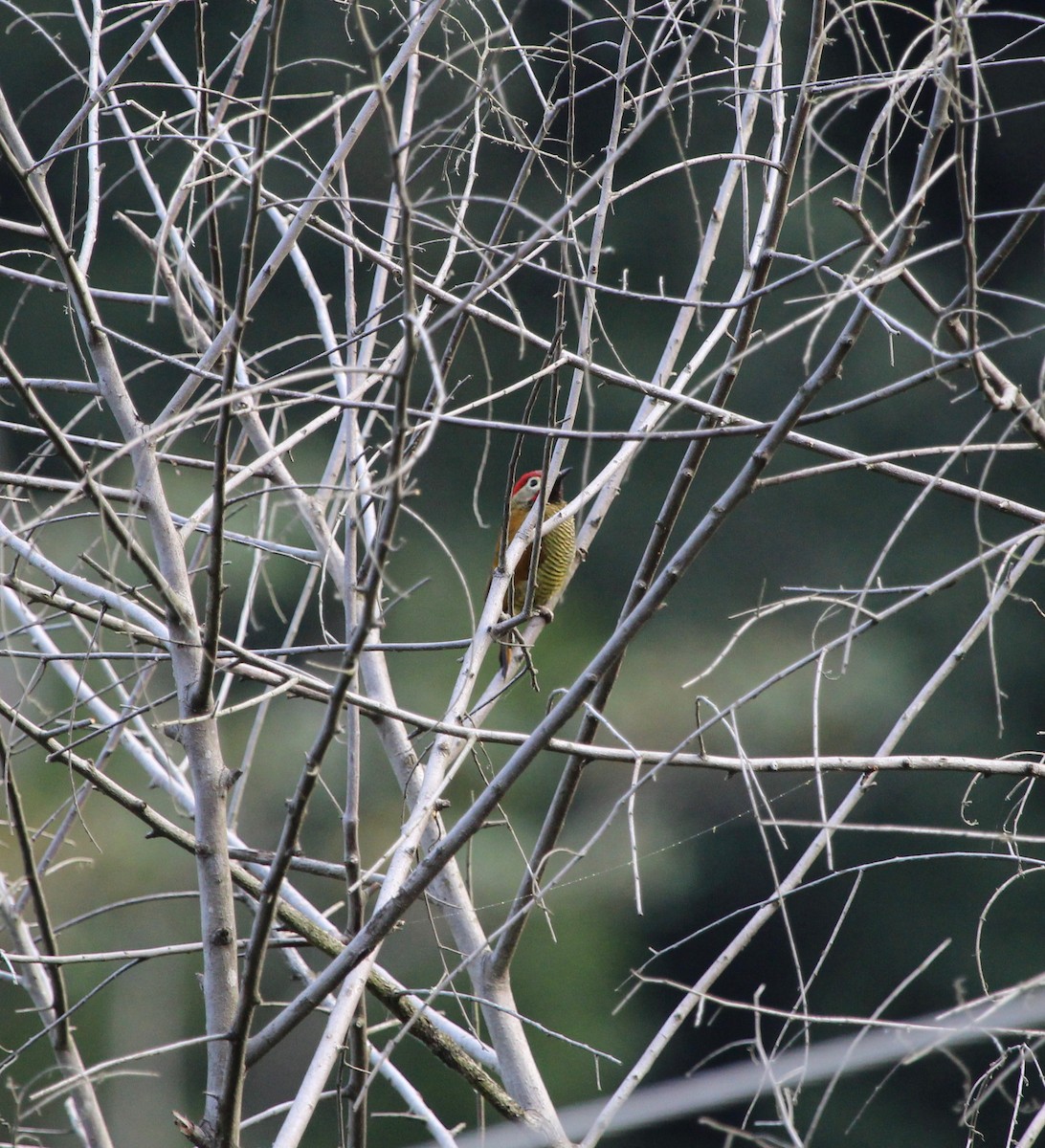 Golden-olive Woodpecker - ML300113281
