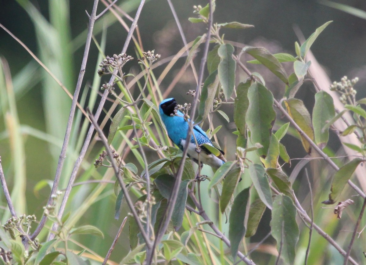 Swallow Tanager - ML300113321