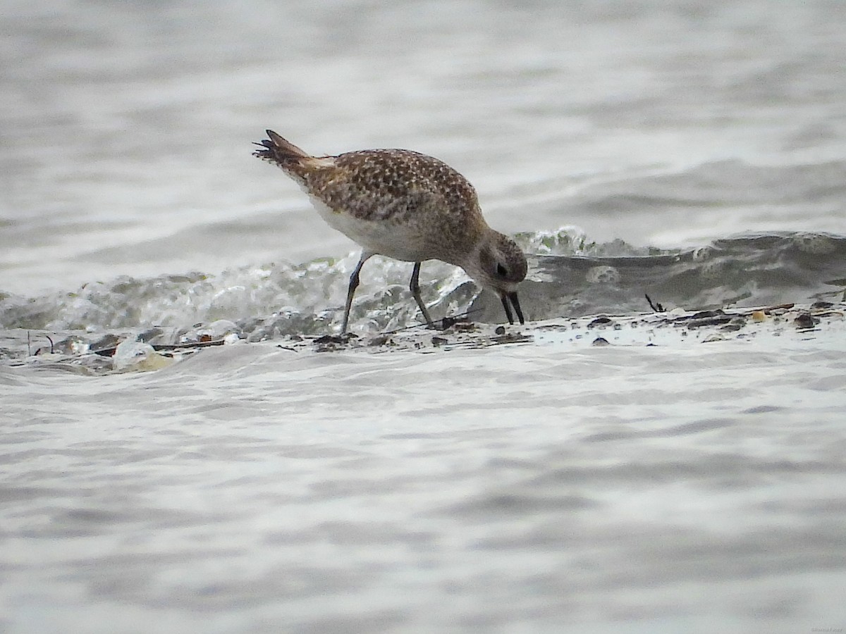 Black-bellied Plover - Rovina Facey
