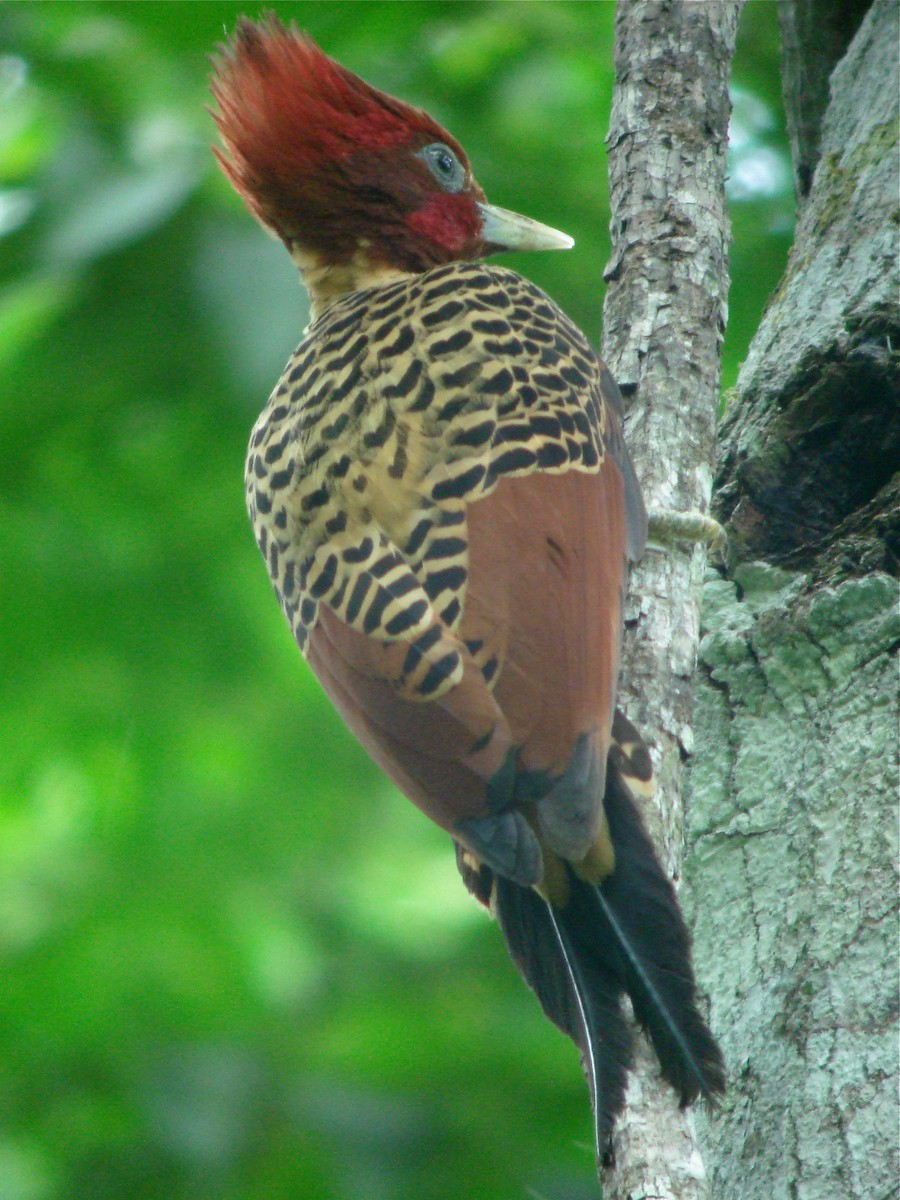 Rufous-headed Woodpecker - John Collins