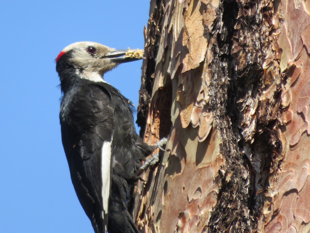 White-headed Woodpecker - Kai Frueh