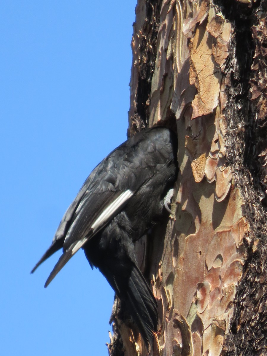 White-headed Woodpecker - ML30011821